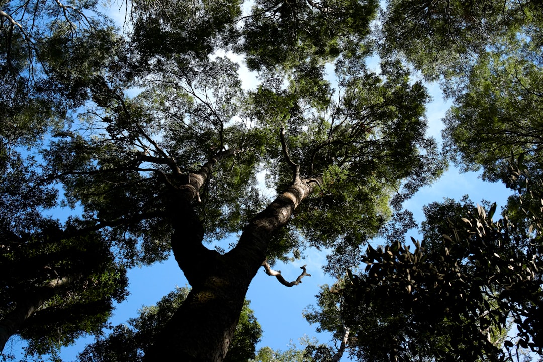 Uncover Cochamó: Chile’s Hidden Paradise for Adventurers