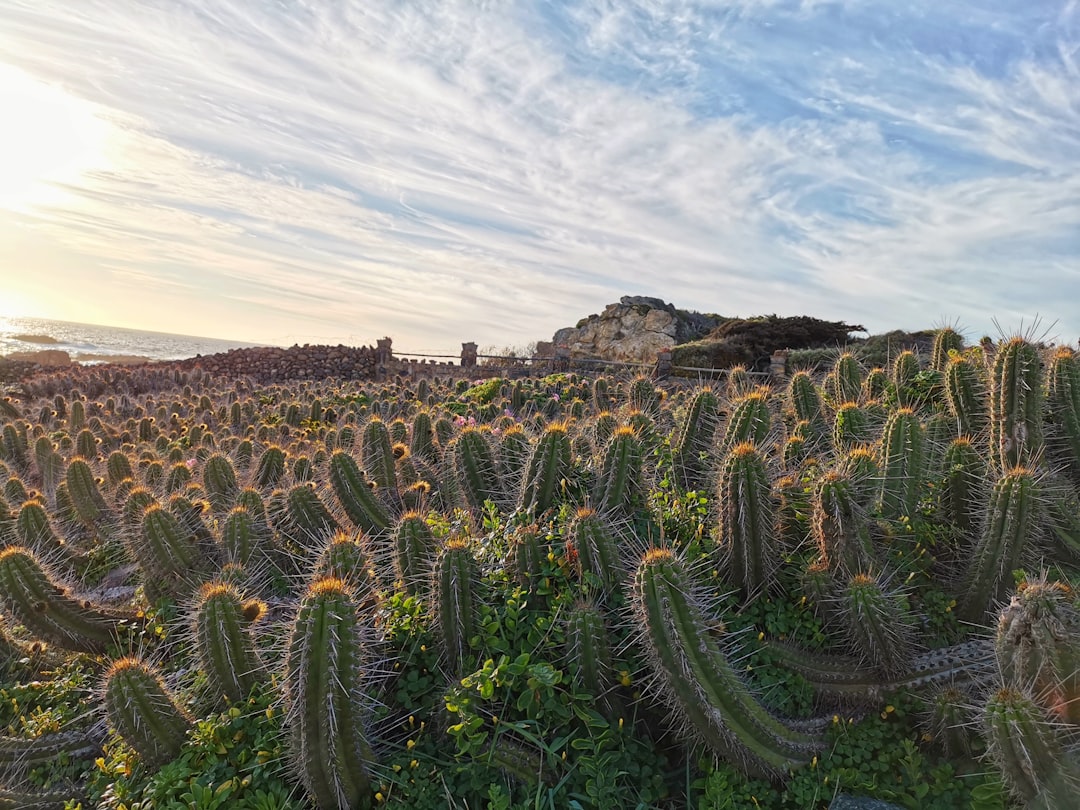 Exploring Pichidangui: A Hidden Coastal Gem in Chile