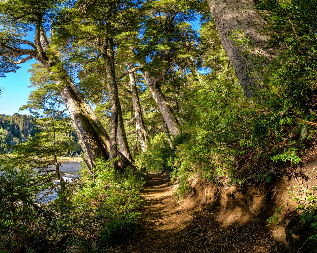 Curacautín: A Hidden Gem and Gateway to Conguillío National Park