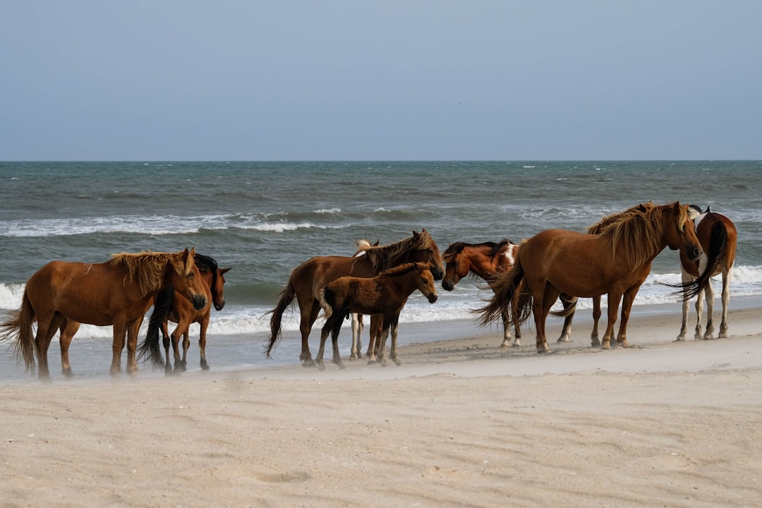 Exploring the Juan Fernández Islands: History and Adventure