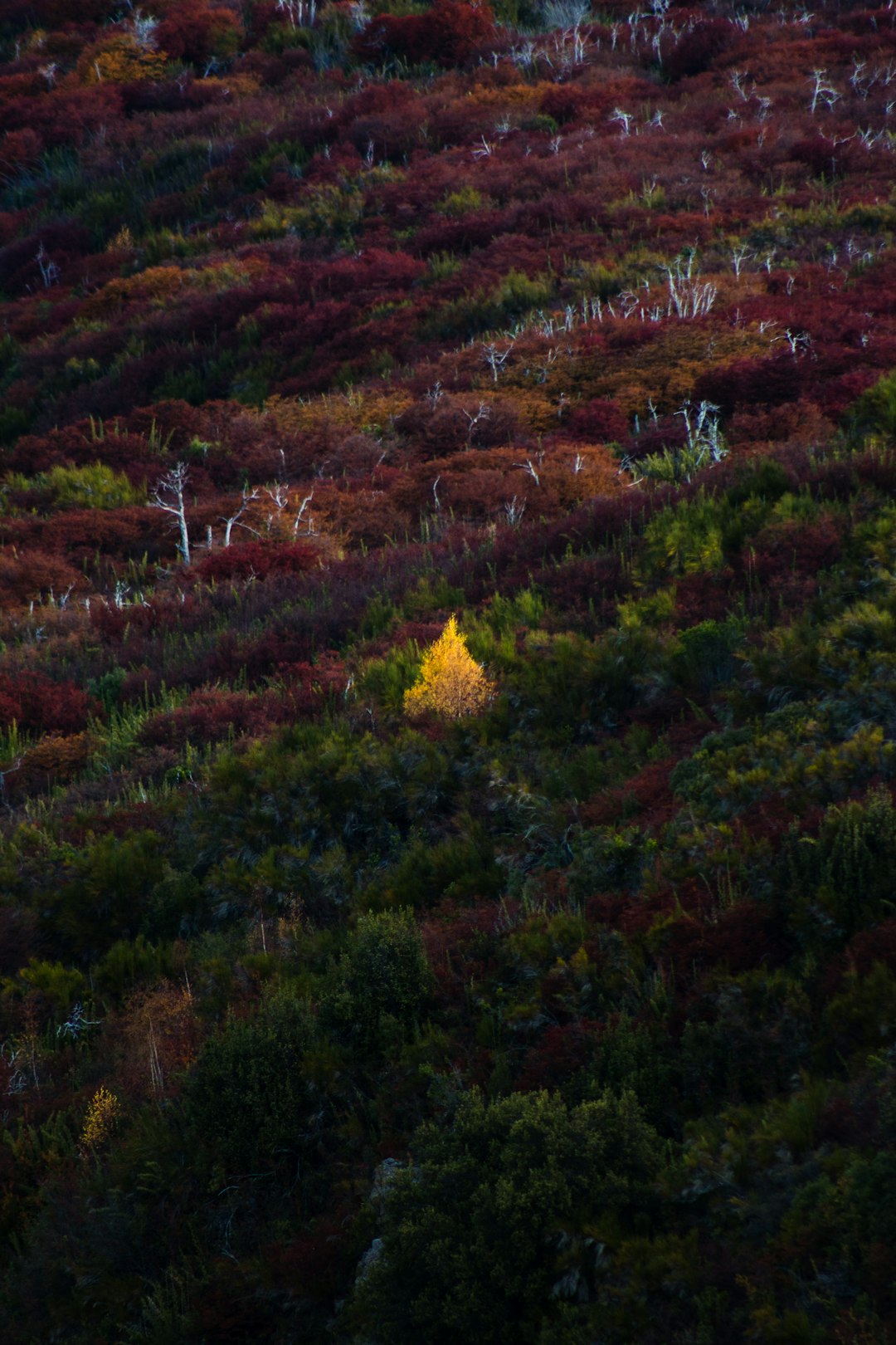 Discover Cerro Castillo: A Hidden Gem in Chilean Patagonia