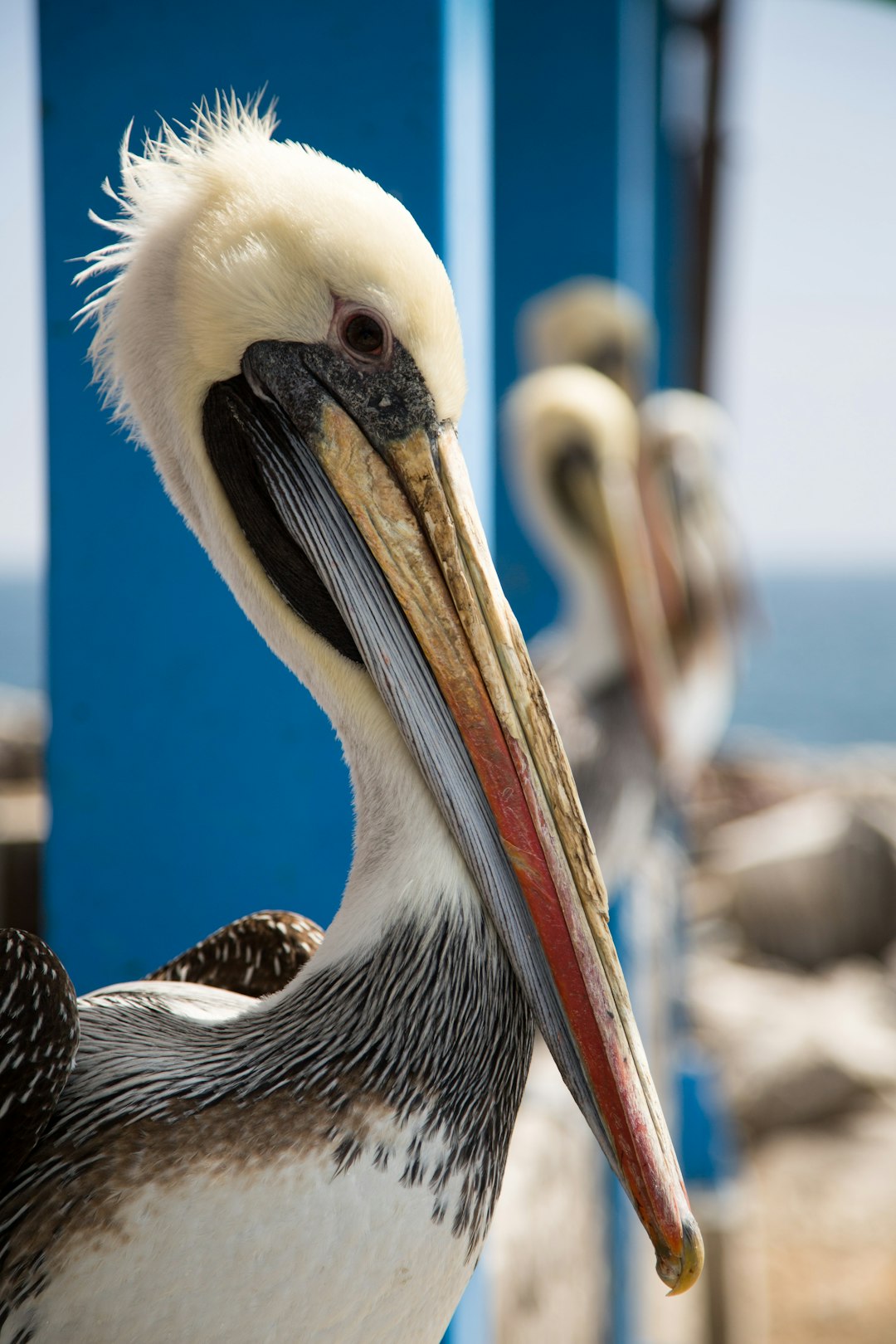 Exploring Huasco: A Hidden Coastal Gem in Chile