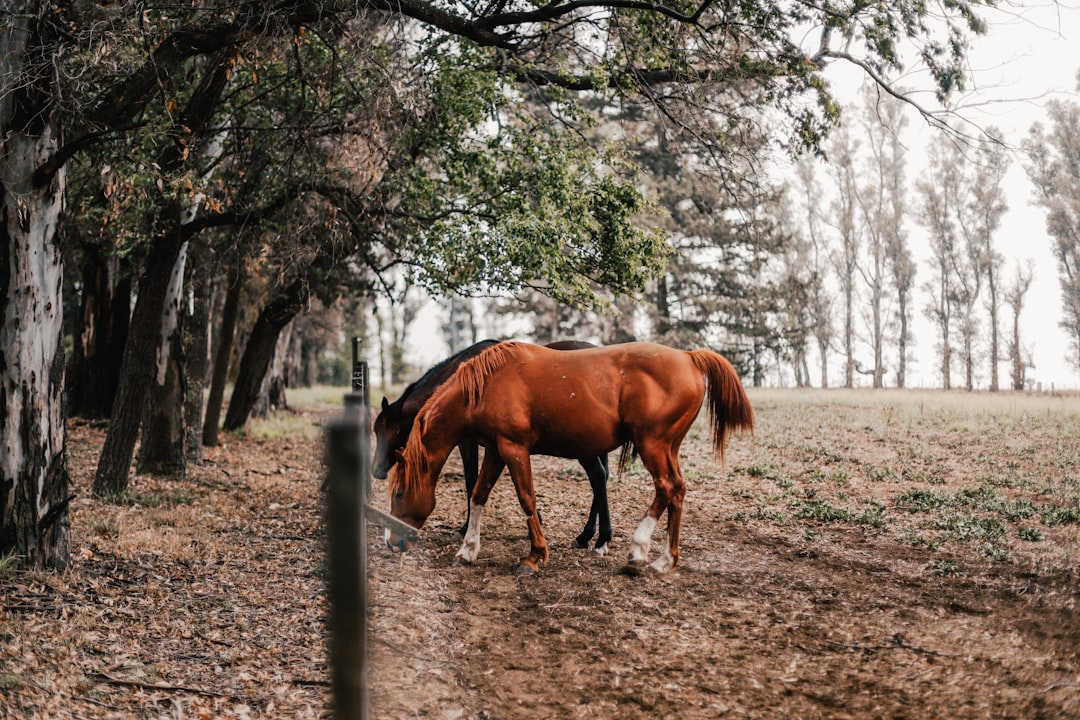 Explore Vicuña: Chile’s Hidden Gem for Stargazing and Wine