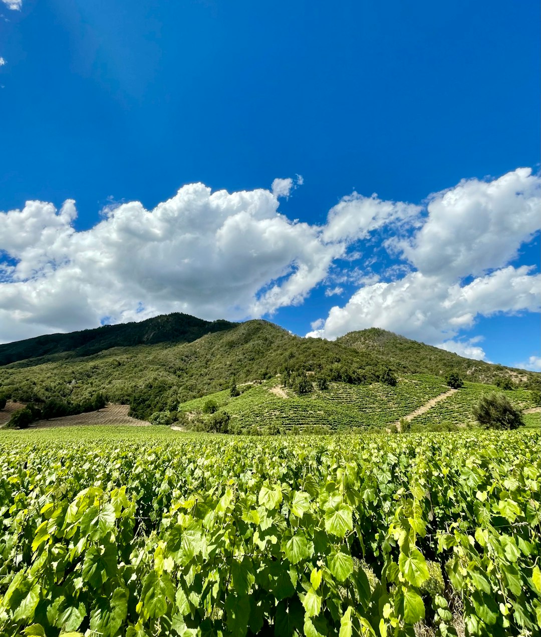 Explore Cerro Castillo: A Hidden Gem in Chilean Patagonia