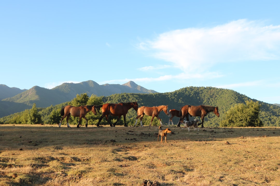 Curicó Travel Guide: Discover Chile's Hidden Gem