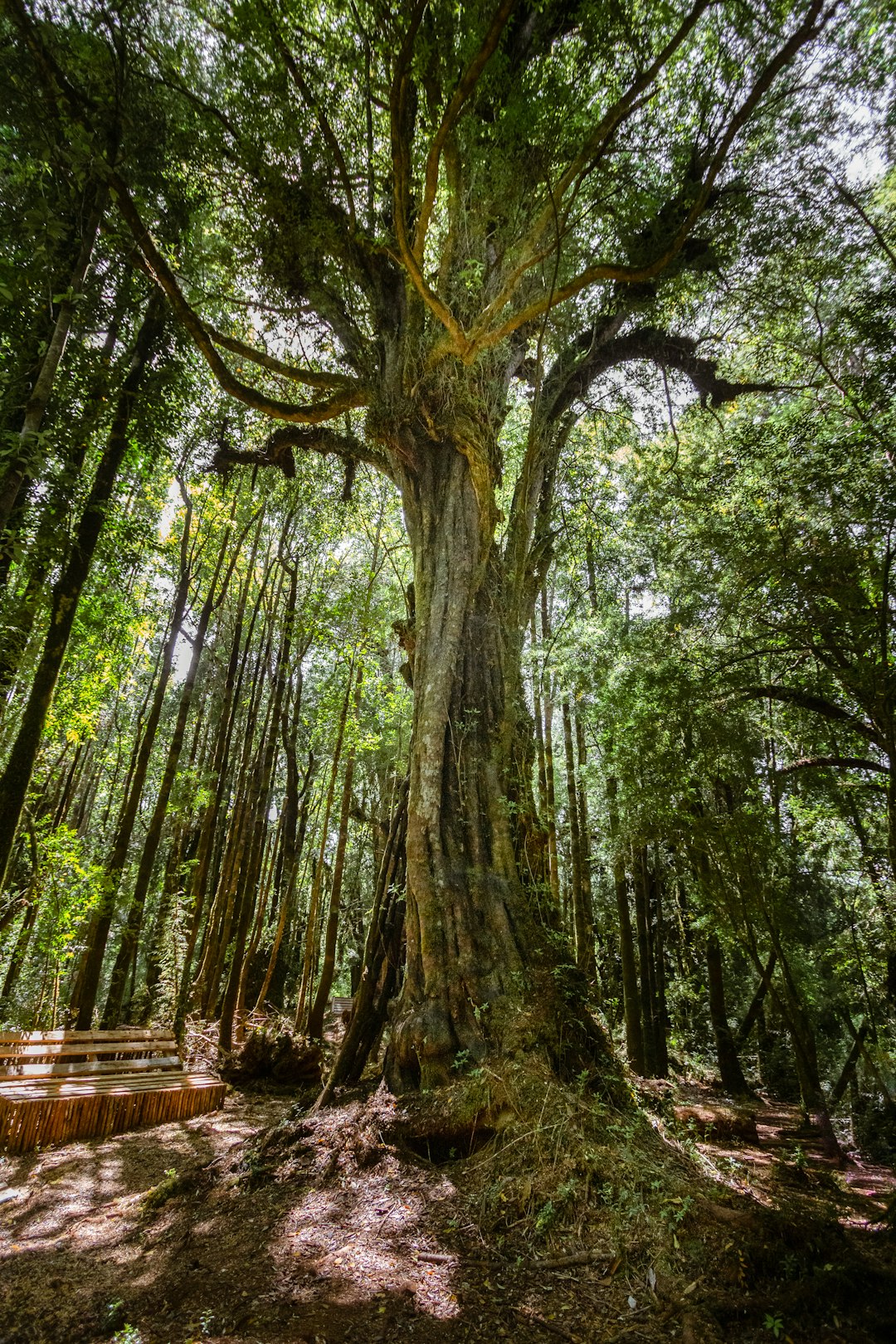 Explore Castro: Chiloé's Colorful Cultural Heart