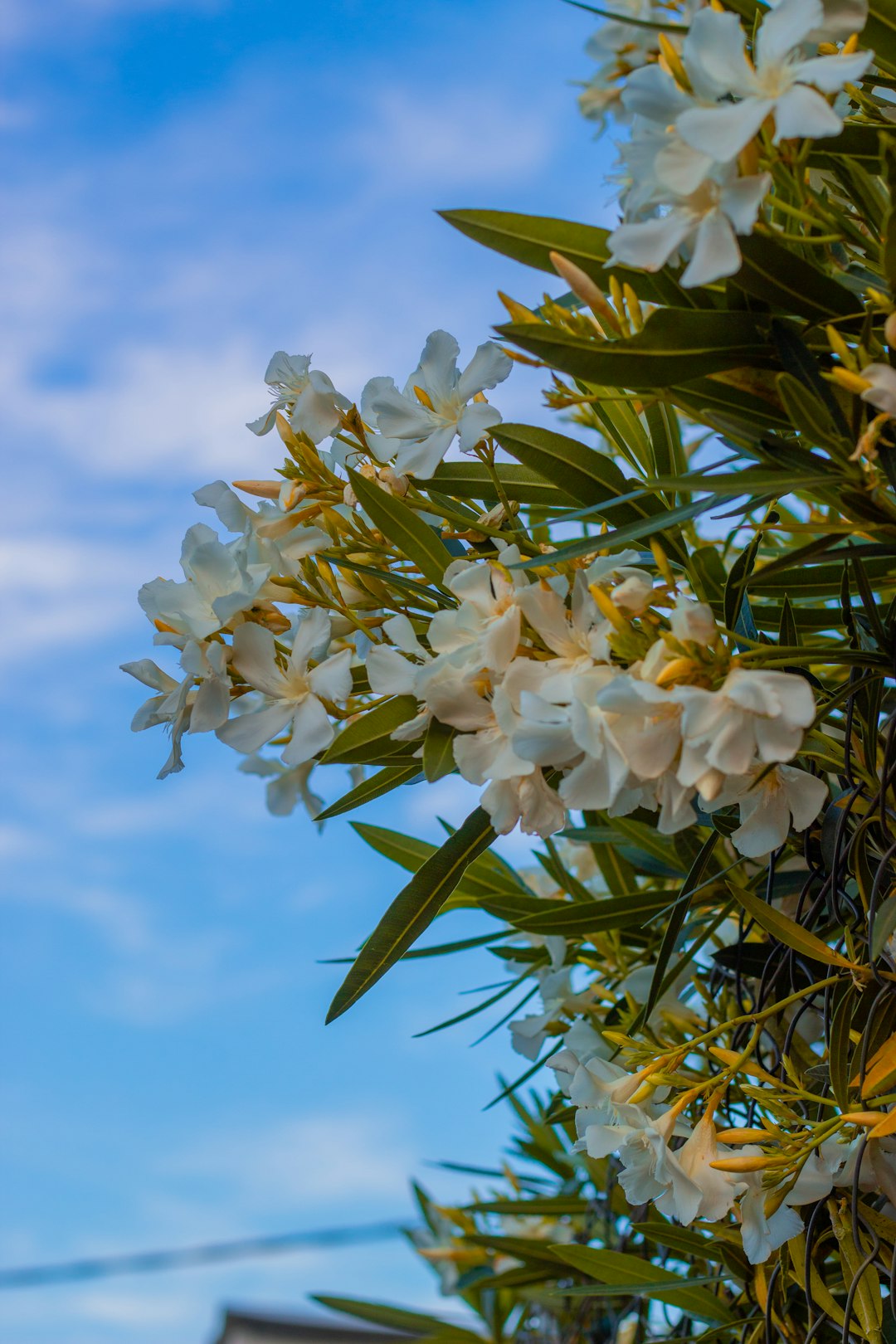 Explore Cerro Blanco: A Hidden Gem in Chile's Maule Region