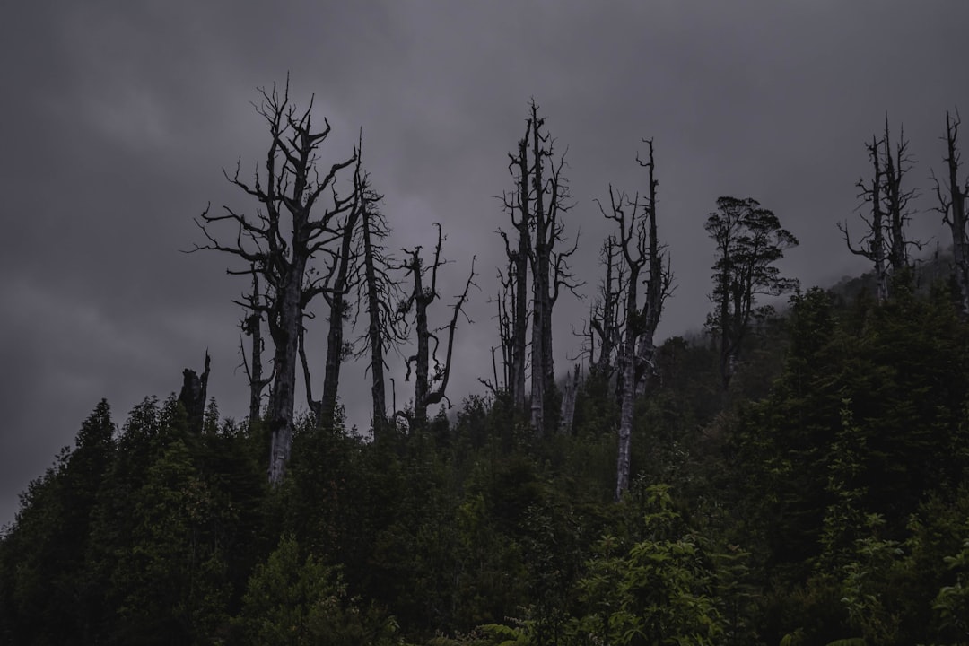 Chaitén Travel Guide: Explore Nature and Resilience in Chile