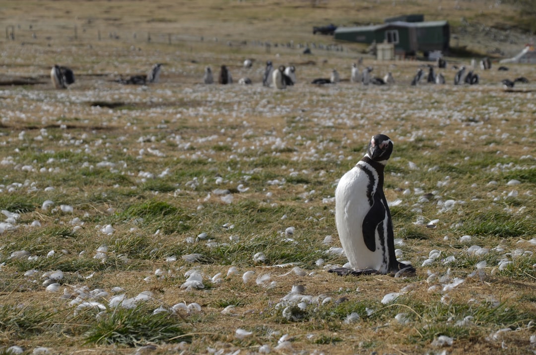 Explore Punta Arenas: A Gateway to Chilean Patagonia