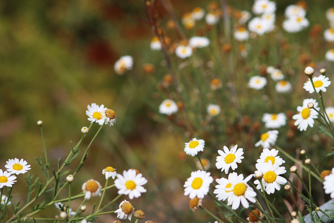 Explore Cerro Blanco: A Hidden Gem Near Santiago, Chile