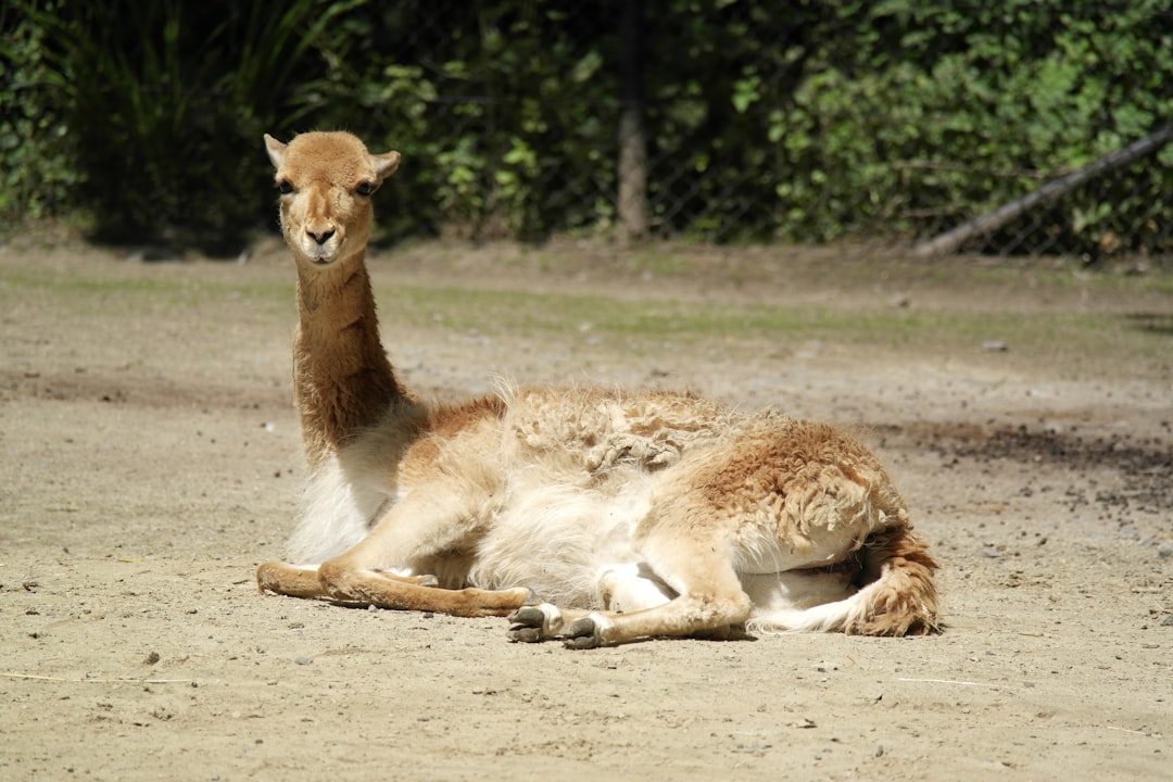 Experience Vicuña: Stargazing and Pisco in Elqui Valley