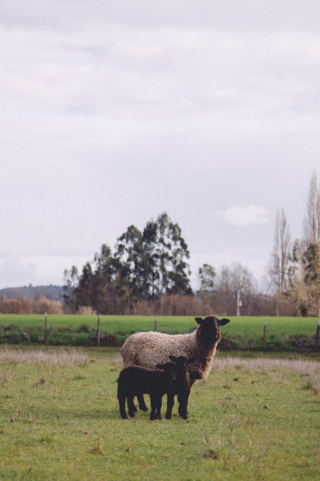 Uncover Temuco: The City of Eternal Spring in Chile