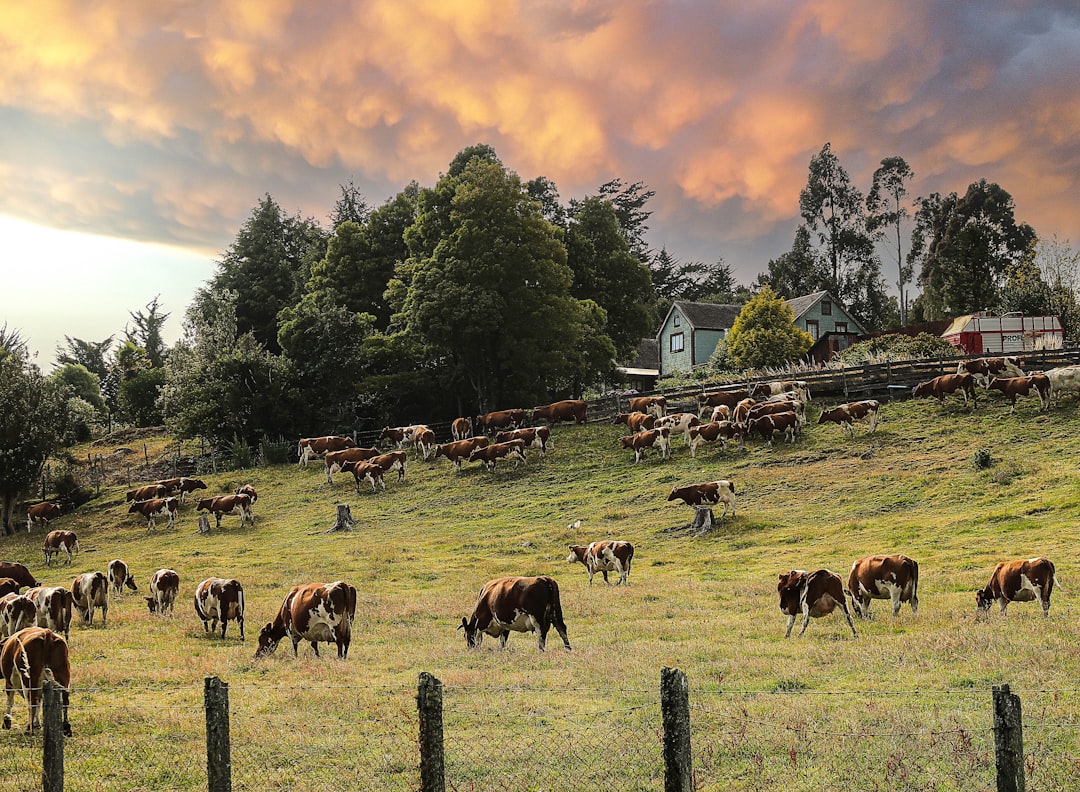 Frutillar: A Hidden Gem by Lake Llanquihue in Chile