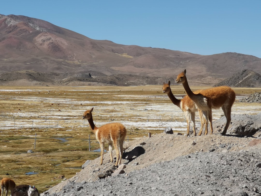 Explore Arica: A Coastal Blend of Culture and Nature