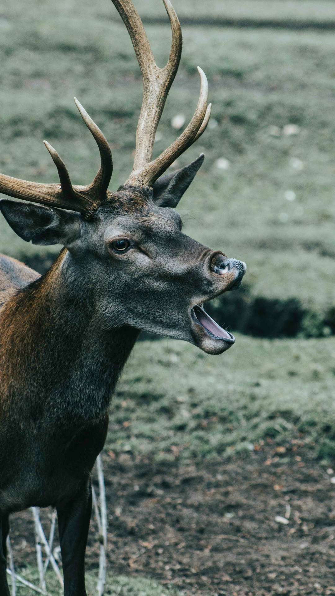 Exploring Huilo Huilo Biological Reserve: Nature’s Masterpiece