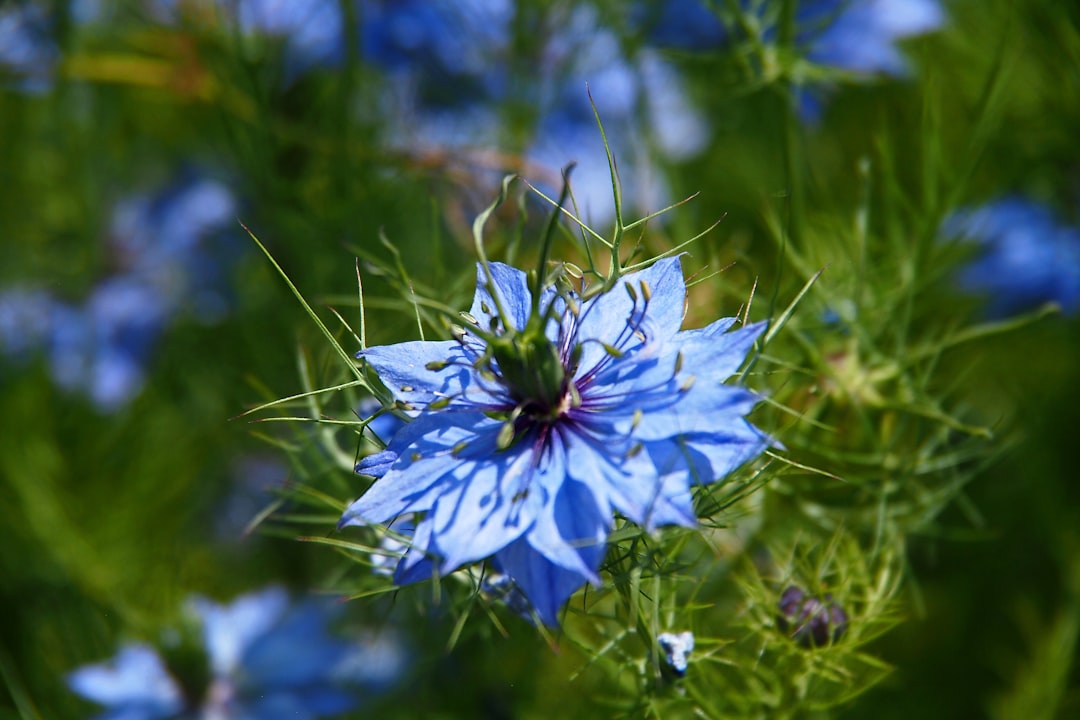 Explore Niebla: Chile's Hidden Coastal Village Gem