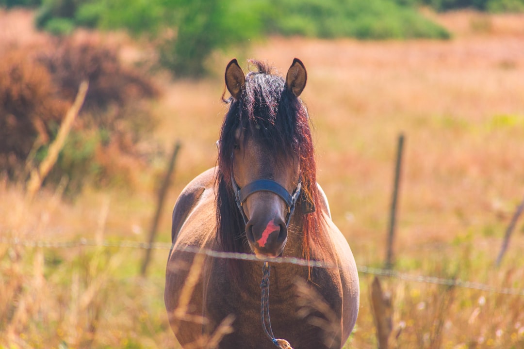 Discover Temuco: Heart of Mapuche Culture in Southern Chile