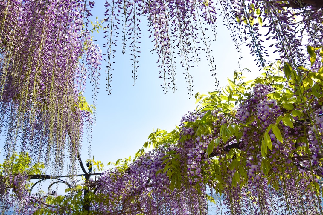 Experience Lago Ranco: A Tranquil Gem in Southern Chile